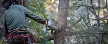 Élagage et arboriculture espaces verts